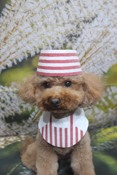 千葉県市川市のトイプードルのトリミング画像