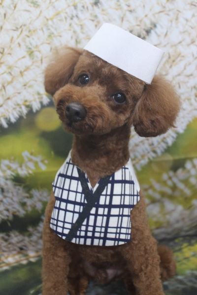 千葉県船橋市のトイプードルのトリミング画像