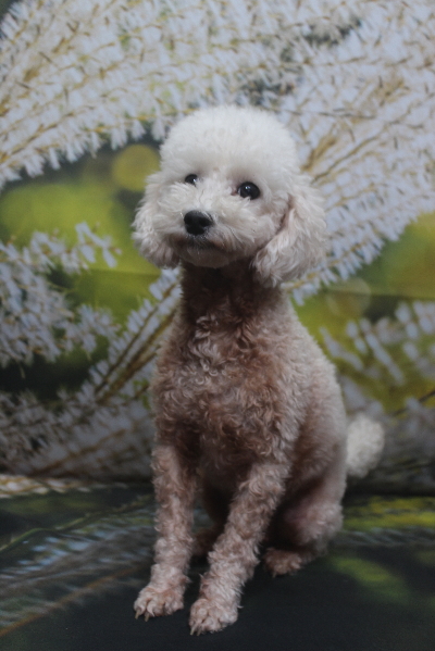 トイプードルブリーダーの成犬、トリミング画像