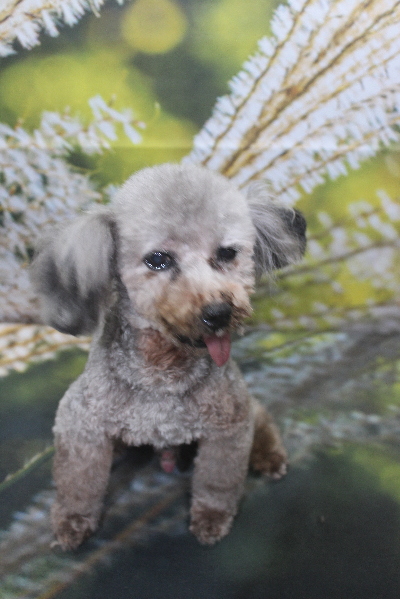 トイプードルブリーダーの成犬、トリミング画像