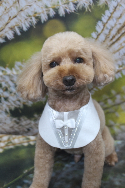 千葉県船橋市のトイプードルのトリミング画像