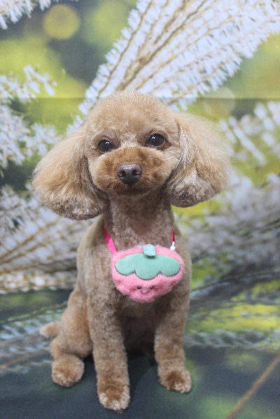 神奈川県横浜市のトイプードルのトリミング画像
