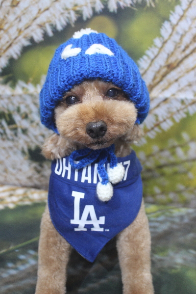 千葉県船橋市のトイプードルのトリミング画像