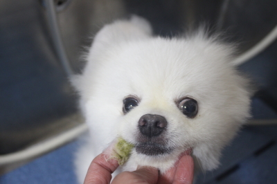千葉県船橋市のポメラニアンの歯磨き画像