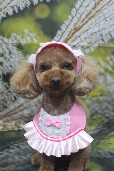 神奈川県横浜市のトイプードルのトリミング画像