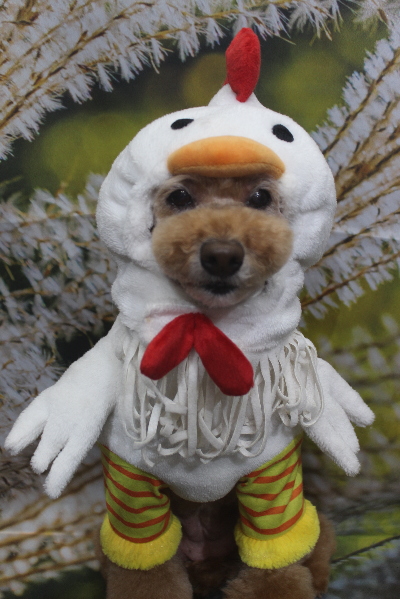 千葉県松戸市のトイプードルのトリミング画像