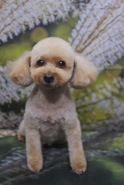 千葉県船橋市のトイプードルのトリミング画像