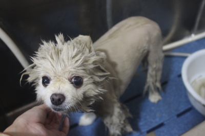 千葉県船橋市のポメラニアンの泥パック画像