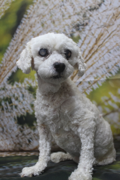 千葉県船橋市のトイプードルのトリミング前画像