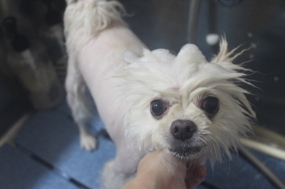 千葉県船橋市のポメラニアンのシャンプー画像