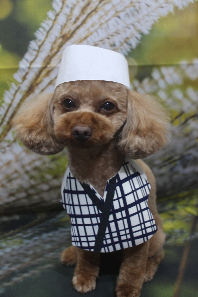 神奈川県横浜市のトイプードルのトリミング画像