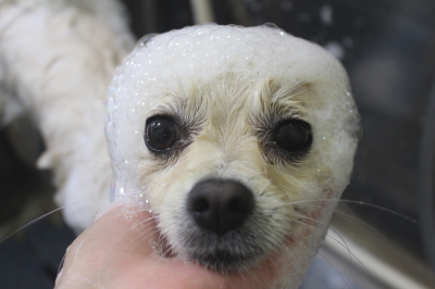東京都港区のポメラニアンのシャンプー画像