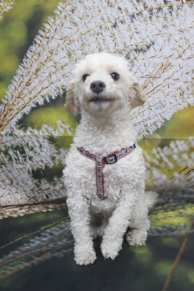 千葉県船橋市のトイプードルのトリミング前画像