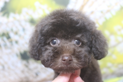 トイプードルブリーダーの子犬、トリミング画像