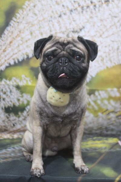 千葉県鎌ケ谷市のパグのトリミング画像