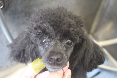 千葉県鎌ヶ谷市のトイプードルの歯磨き画像