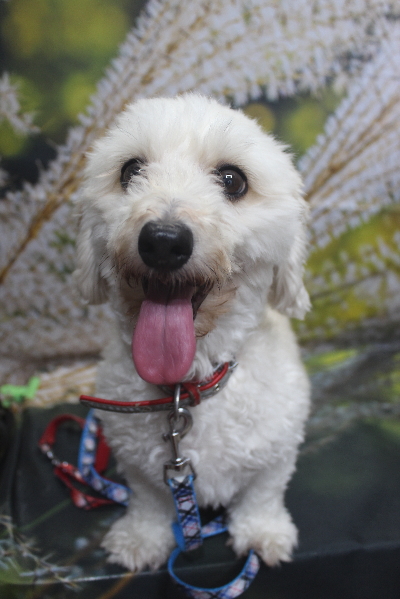 千葉県船橋市のミックス犬のトリミング前画像