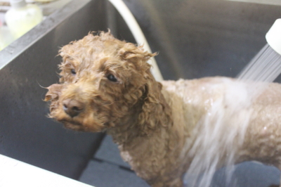 千葉県鎌ケ谷市のトイプードルのオゾンシャワー画像