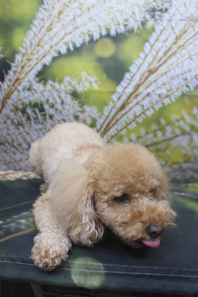 千葉県船橋市のトイプードルのトリミング前画像
