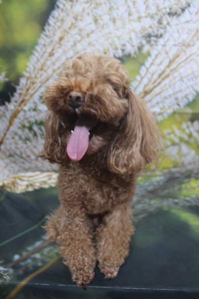 千葉県鎌ケ谷市のトイプードルのトリミング前画像