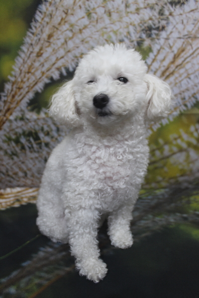 千葉県船橋市のトイプードルのトリミング前画像