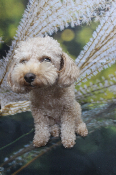 千葉県船橋市のトイプードルのトリミング前画像