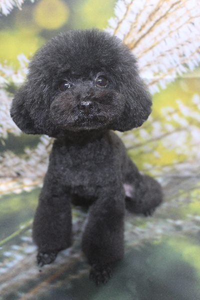 トイプードルブリーダーの成犬、トリミング画像