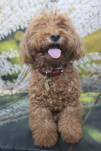 千葉県印西市のトイプードルのトリミング前画像