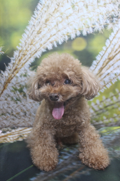 千葉県船橋市のトイプードルのトリミング前画像