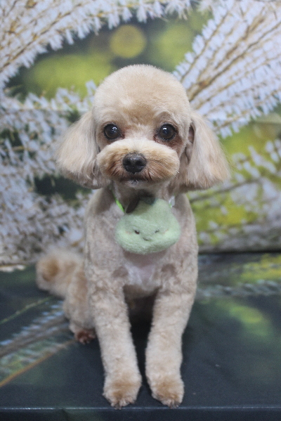 千葉県船橋市のミックス犬のトリミング画像