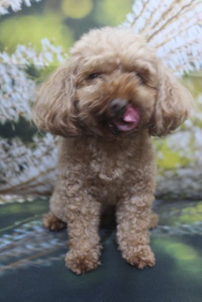 神奈川県横浜市のトイプードルのトリミング前画像