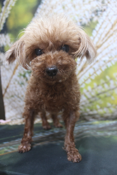 千葉県鎌ケ谷市のトイプードルのトリミング前画像