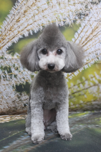 トイプードルブリーダーの成犬、トリミング画像