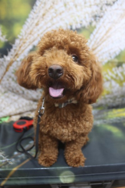 千葉県船橋市のトイプードルのトリミング前画像