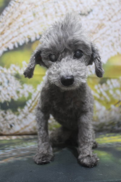 千葉県船橋市のトイプードルのトリミング前画像