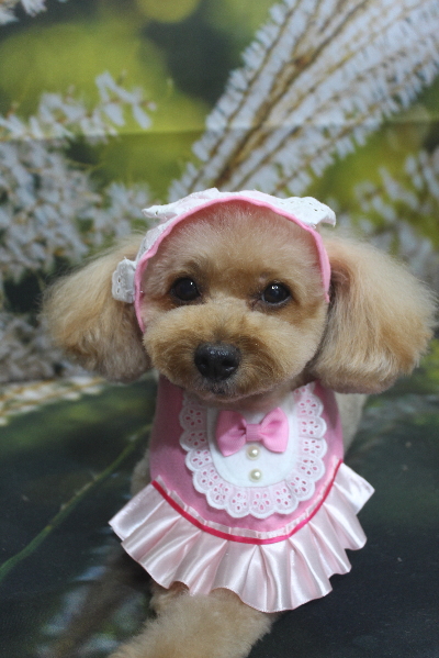 千葉県船橋市のトイプードルのトリミング画像