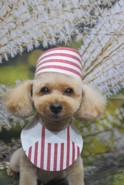 千葉県船橋市のトイプードルのトリミング画像