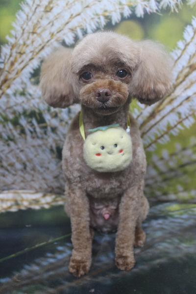 千葉県船橋市のトイプードルのトリミング画像