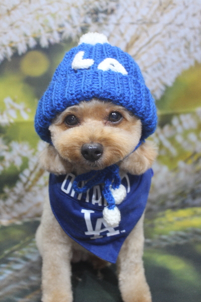 千葉県船橋市のトイプードルのトリミング画像