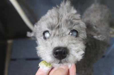 千葉県船橋市のトイプードルの歯磨き画像