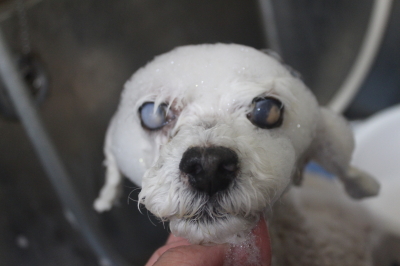 千葉県船橋市のトイプードルのシャンプー画像