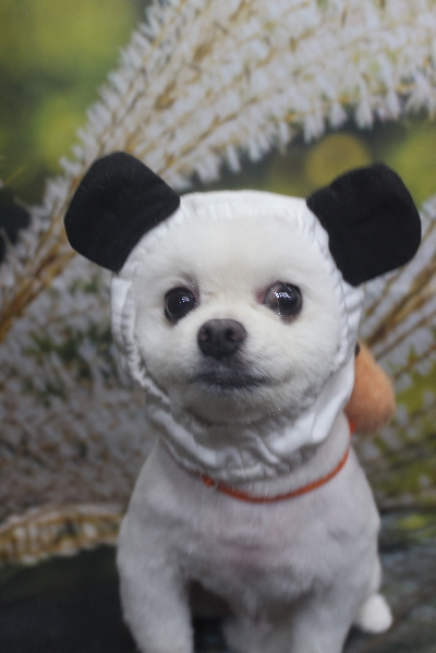 千葉県船橋市のポメラニアンのトリミング画像