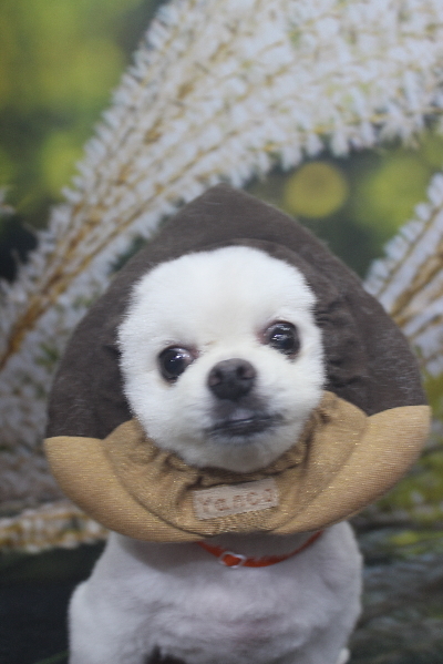 千葉県船橋市のポメラニアンのトリミング画像