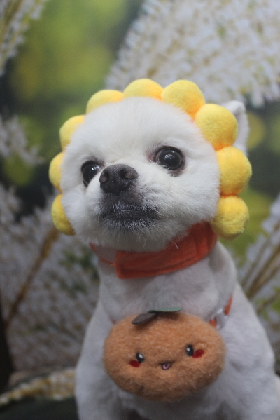 千葉県船橋市のポメラニアンのトリミング画像