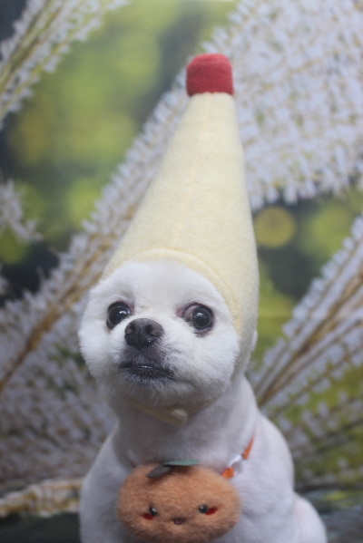 千葉県船橋市のポメラニアンのトリミング画像