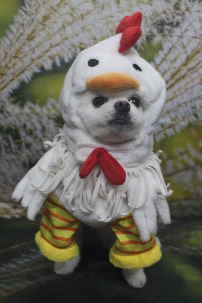 千葉県船橋市のポメラニアンのトリミング画像