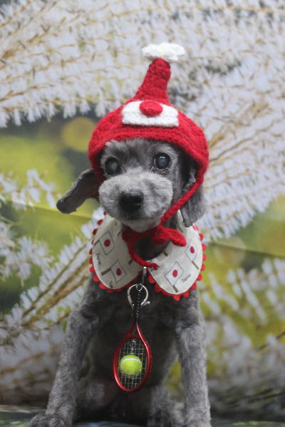 千葉県船橋市のトイプードルのトリミング画像