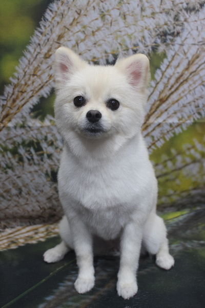 東京都港区のポメラニアンのトリミング画像