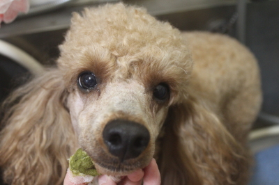 千葉県鎌ヶ谷市のトイプードルの歯磨き画像