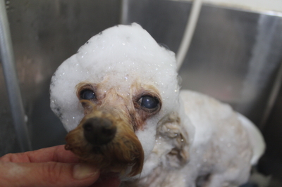 千葉県船橋市のトイプードルのシャンプー画像